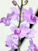 C Ribet Orchid 7704b