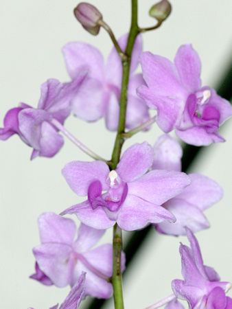 C Ribet Orchid 7704b
