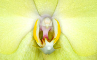 C Ribet Orchid 7832b