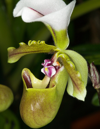 C Ribet Orchid 7842