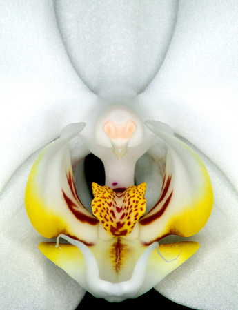 C Ribet Orchid 7861