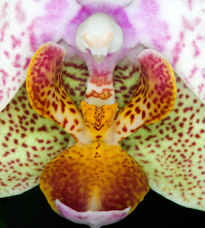 C Ribet Orchid 7871b