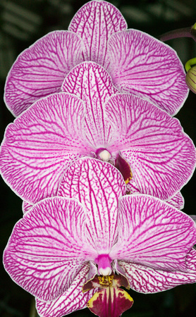 C Ribet Orchid 7880