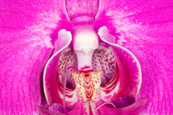 C Ribet Orchid 7896
