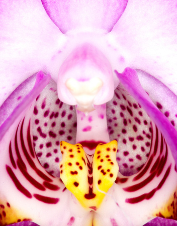 C Ribet Orchid 7906