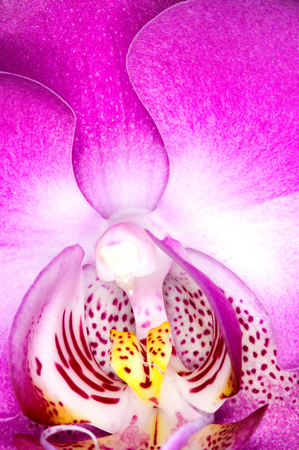 C Ribet Orchid 7913