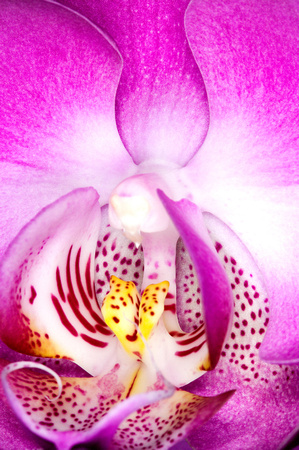C Ribet Orchid 7915
