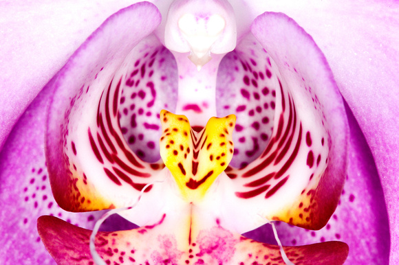 C Ribet Orchid 7923