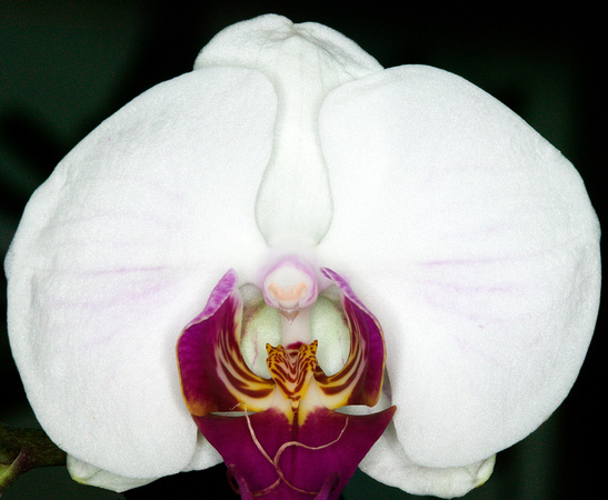 C Ribet Orchid 7930
