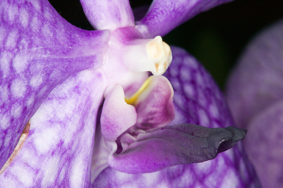 C Ribet Orchid 7939